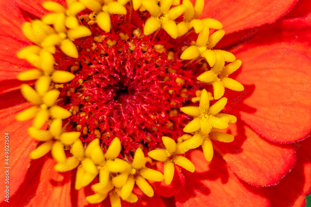 Closeup of a bright orange zinnia flower - Michigan - USA Closeup of a bright orange zinnia flower - Michigan - USA