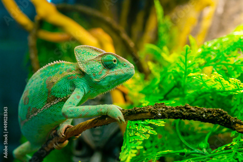 Closeup shot of a reen chameleon in the terrarium photo