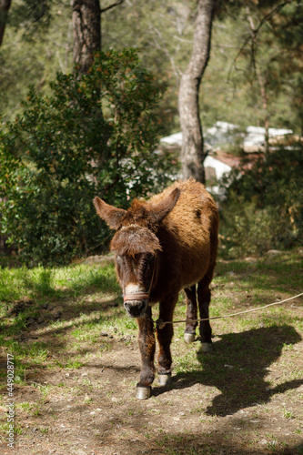 brown donkey in national park
