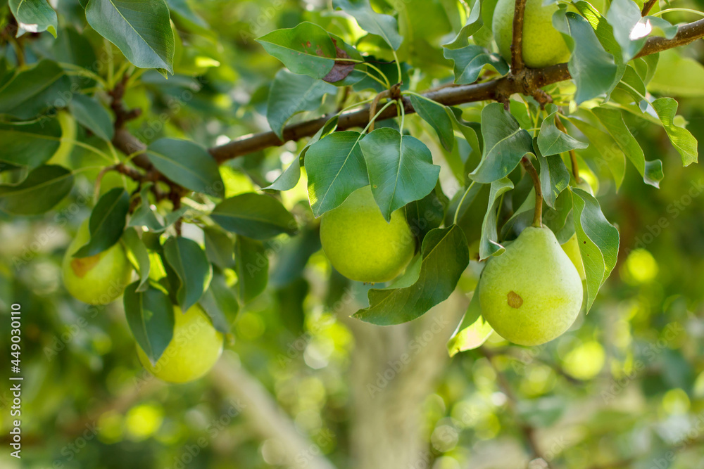 Pears on a branch. Pear tree. Fruits on pears. Pear branch in sunlight. Green pears on a branch