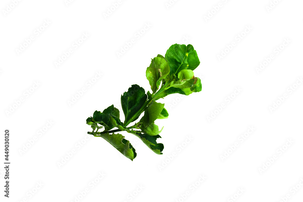 Deficiency of minerals in plant, lack of nitrogen, potassium, Iron deficiency chlorosis, Sick yellow leaf of leaf, isolated on the white background. Deficiency of minerals in plant, lack of nitrogen, potassium, Iron deficiency chlorosis, Sick yellow leaf of leaf, isolated on the white background.