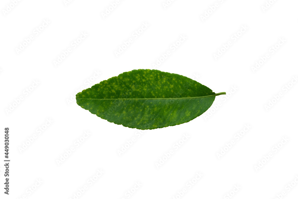 Obraz premium Deficiency of minerals in plant, lack of nitrogen, potassium, Iron deficiency chlorosis, Sick yellow leaf of leaf, isolated on the white background.