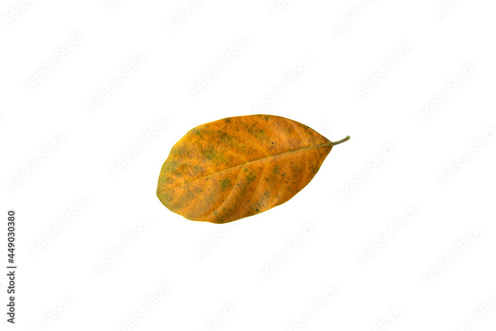 Deficiency of minerals in plant, lack of nitrogen, potassium, Iron deficiency chlorosis, Sick yellow leaf of leaf, isolated on the white background. Deficiency of minerals in plant, lack of nitrogen, potassium, Iron deficiency chlorosis, Sick yellow leaf of leaf, isolated on the white background.