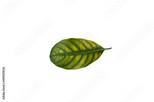 Deficiency of minerals in plant, lack of nitrogen, potassium, Iron deficiency chlorosis, Sick yellow leaf of leaf, isolated on the white background.