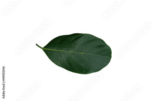 Deficiency of minerals in plant  lack of nitrogen  potassium  Iron deficiency chlorosis  Sick yellow leaf of leaf  isolated on the white background.