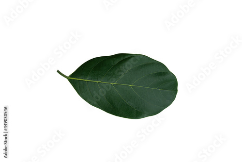 Deficiency of minerals in plant, lack of nitrogen, potassium, Iron deficiency chlorosis, Sick yellow leaf of leaf, isolated on the white background.