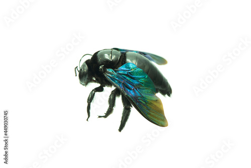 Bumblebee - Xylocopa violacea isolated on white background