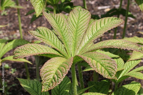 Wallpaper Mural Chestnut leaved rodgersia leaves Torontodigital.ca