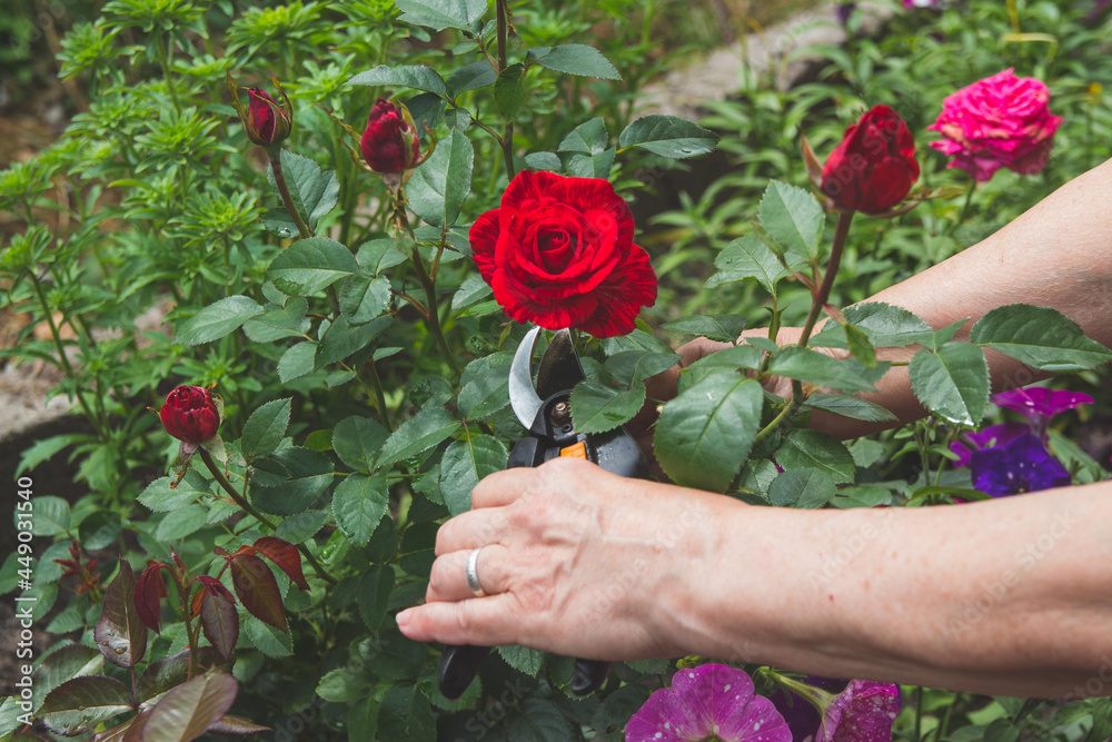 A woman works in the garden, cuts a rose with a pruner.