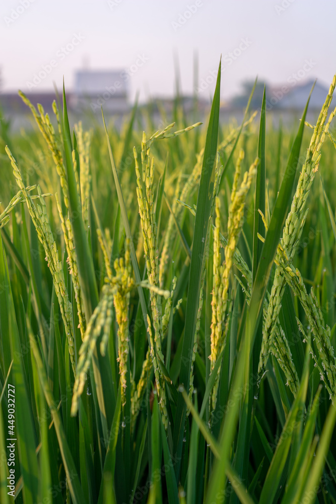close up of green grass. close up rice that bears fruit in the fields close up of green grass. close up rice that bears fruit in the fields