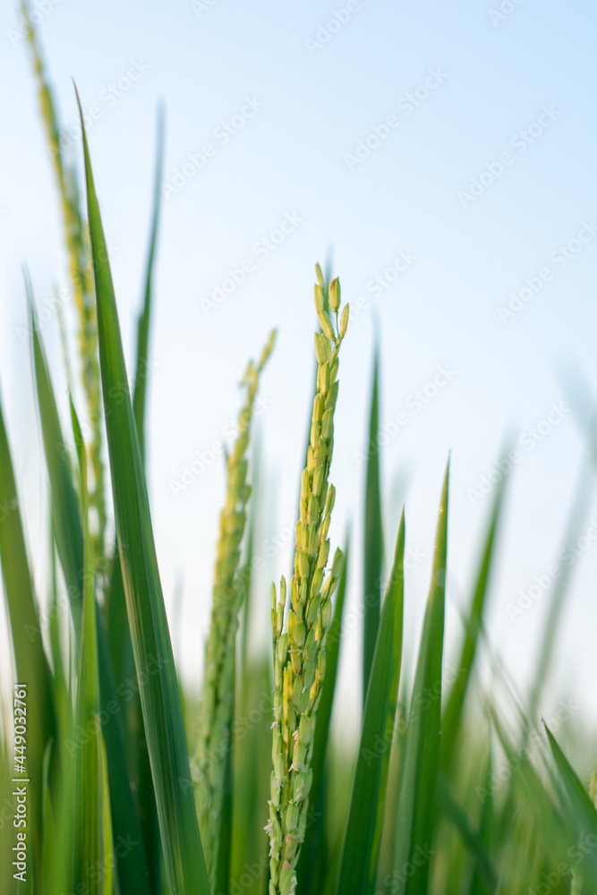 close up of green grass. close up rice that bears fruit in the fields