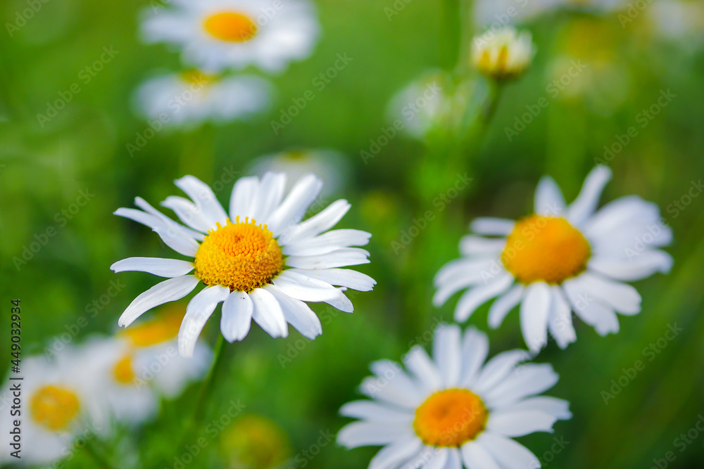 Closeup of daisy flowers. Daisy growing on green lawn. Chamomile wildflowers on field. Closeup of daisy flowers. Daisy growing on green lawn. Chamomile wildflowers on field.