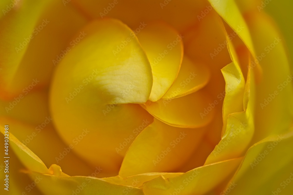 Obraz premium yellow rose close up