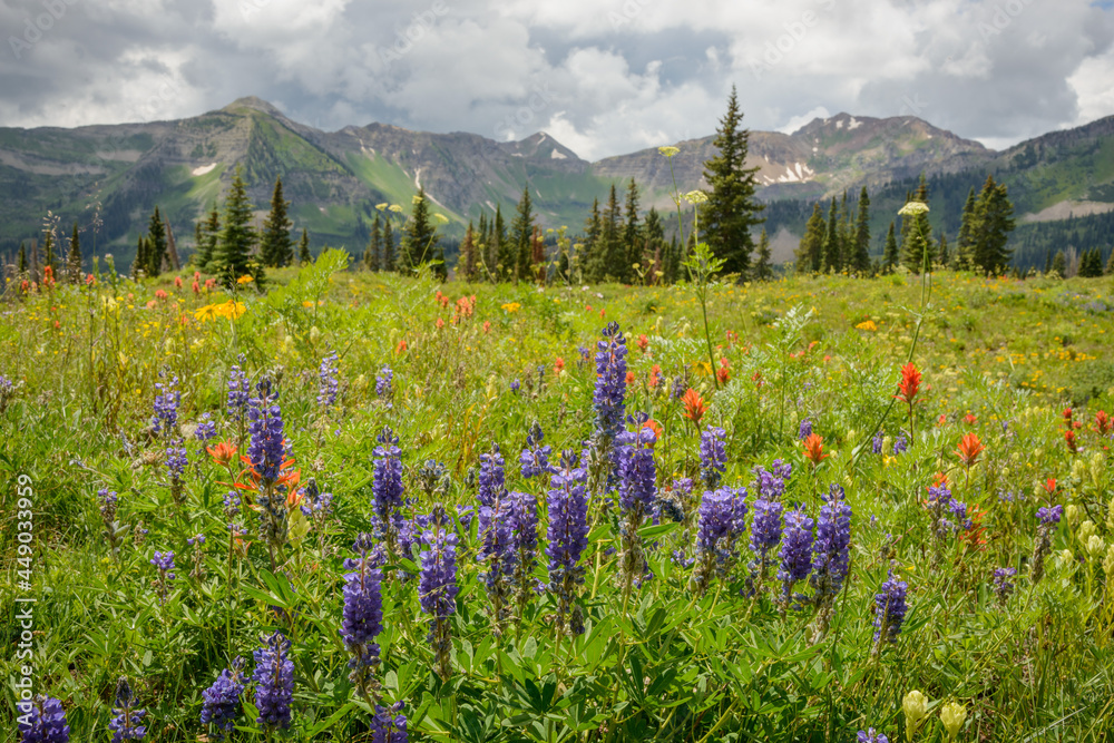 Fototapeta premium High Mountain Wildflowers