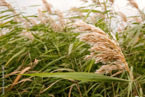 Pampas grass outdoor in light pastel colors. Dry reeds boho style on a cloudy...