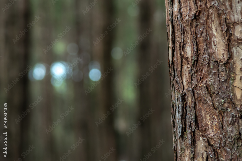 Close-up of pine trunks against a blurry green background of a pine forest. Close-up of pine trunks against a blurry green background of a pine forest.