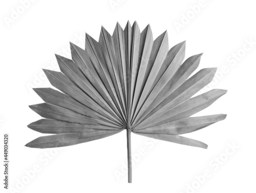Leaf of fan palm tree on light background. Black and white tone