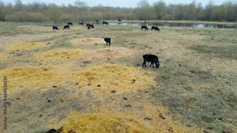 Wild cows in naked pasture in spring. Cows graze in wild pasture among dry grass on a picturesque background. Wildlife concept. Wild cows in naked pasture in spring. Cows graze in wild pasture among dry grass on a picturesque background. Wildlife concept.