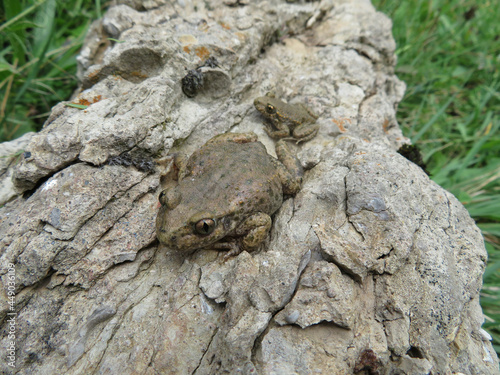 Two common midwife toad (Alytes obstetricans), Sapo partero photo