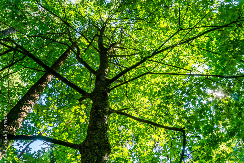 Green Leaves And  Branches 3