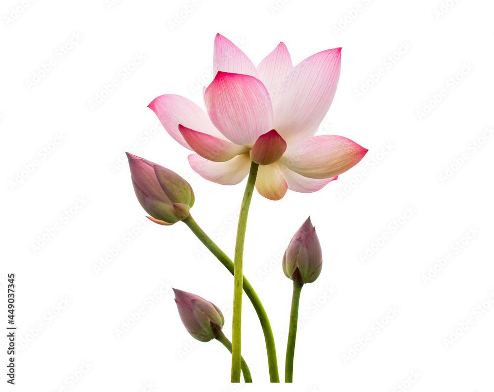 Pink Lotus flower isolated on white background. Nature concept For advertising design and assembly. File contains with clipping path so easy to work. Pink Lotus flower isolated on white background. Nature concept For advertising design and assembly. File contains with clipping path so easy to work.