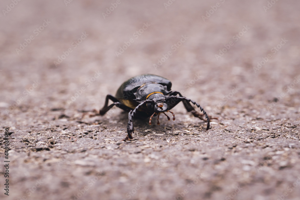 Nahaufnahme eines Bockkäfer welcher sich auf einen Gehsteig verirrt hatte Nahaufnahme eines Bockkäfer welcher sich auf einen Gehsteig verirrt hatte