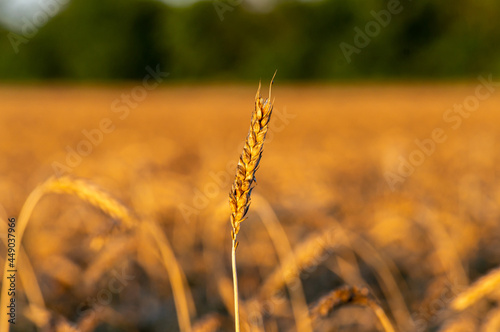 Golden wheat field on sunrise