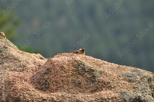 Squirrel peeking over a rock © Jenny Powell