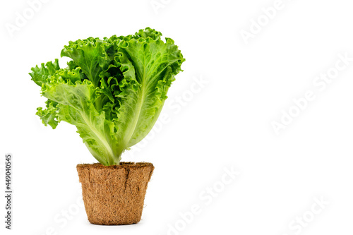 Lettuce grows in a coconut pot on a white background.  Copy space. Side view