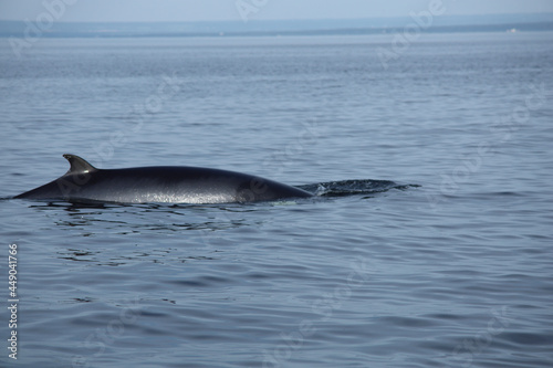 dolphin in the water