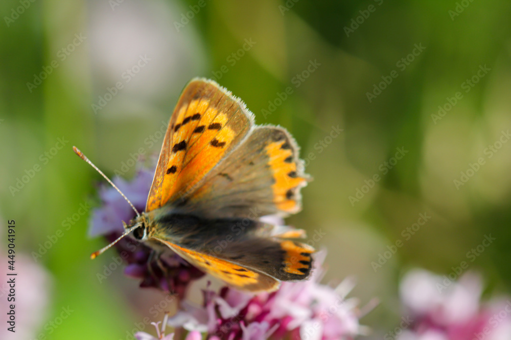 Ein Feuer-Falter, ein Schmetterling auf einer Blume. Ein Feuer-Falter, ein Schmetterling auf einer Blume.