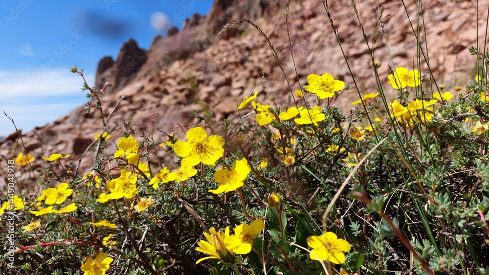 Obraz premium Mountain yellow flowers
