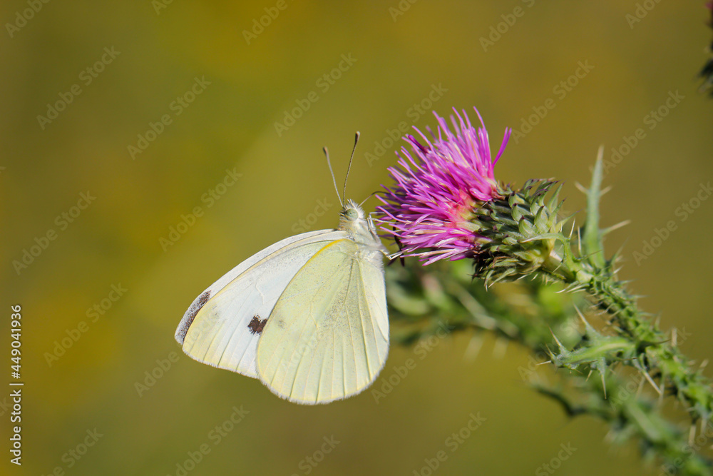 Ein Kohlweißling, Schmetterling auf einer Blume. Ein Kohlweißling, Schmetterling auf einer Blume.