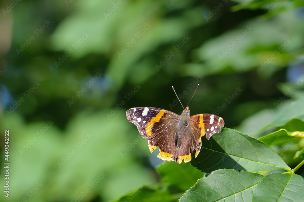 Ein Admiral, Schmetterling sitzt auf einem Busch. Ein Admiral, Schmetterling sitzt auf einem Busch.