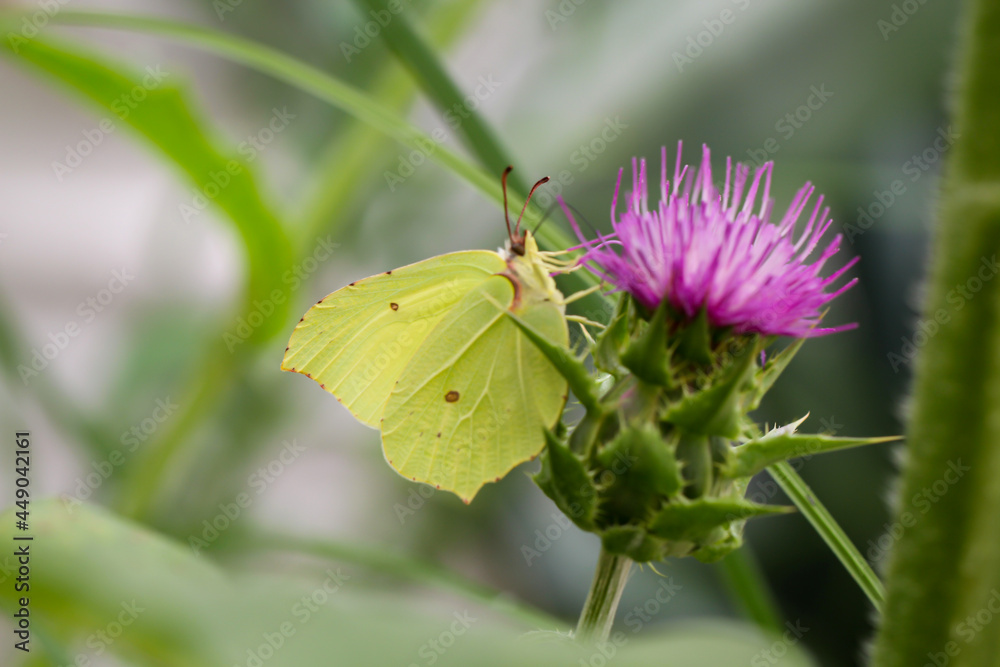 Ein Zitronenfalter, Schmetterling auf einer Distel. Ein Zitronenfalter, Schmetterling auf einer Distel.