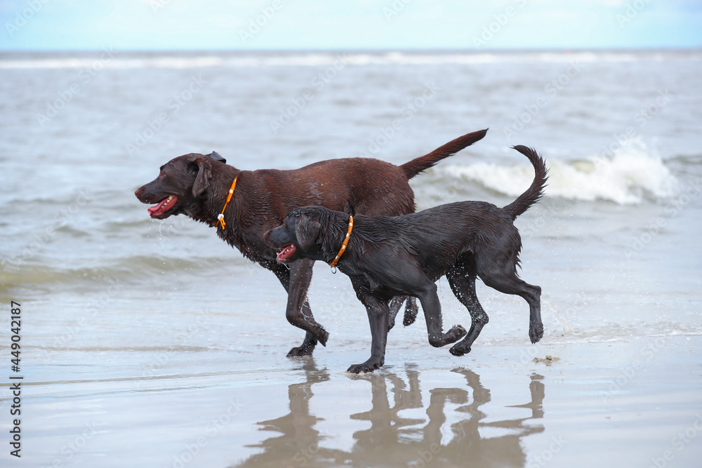 Zwei Braune Labradore spielen am Strand im Wasser