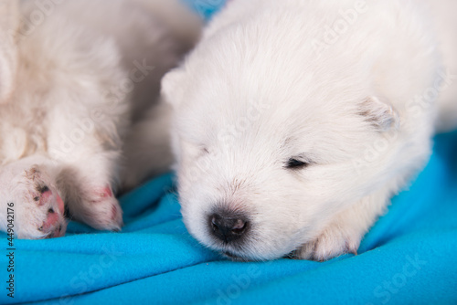 White fluffy small Samoyed puppy dog is sleeping on blue