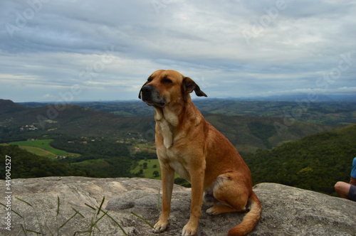 dog on the hill