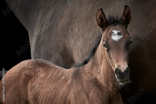 Close-up of brown filly foal standing close to mare horse mother. Fotobehang