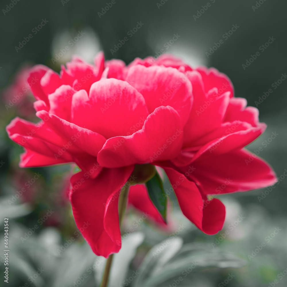 Fototapeta premium Red peonies flowering isolated on green background .