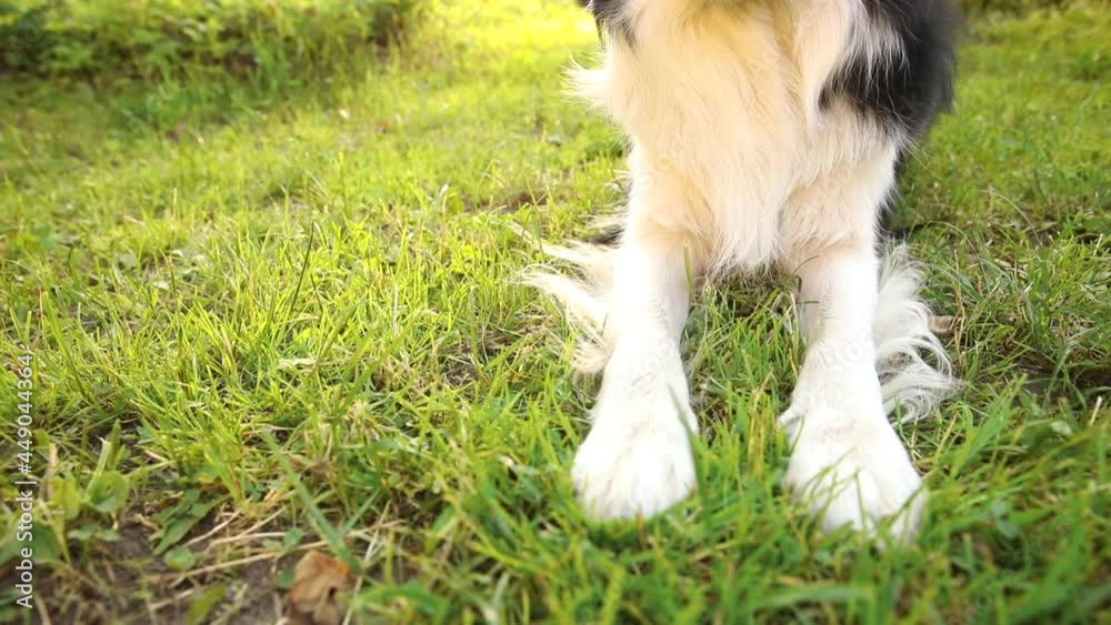 Outdoor portrait of cute smiling puppy border collie lying down on grass, park background. Little dog with funny face in sunny summer day outdoors. Pet care and funny animals life concept Outdoor portrait of cute smiling puppy border collie lying down on grass, park background. Little dog with funny face in sunny summer day outdoors. Pet care and funny animals life concept