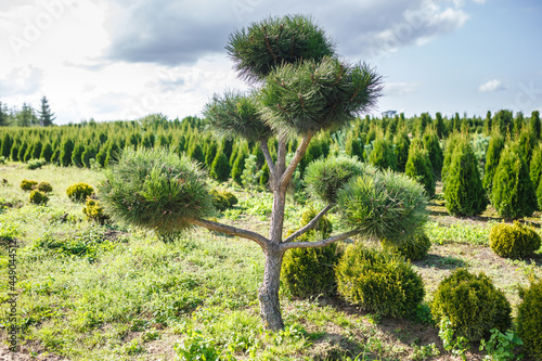 plantation of young conifers in greenhouse with a lot of plants photo