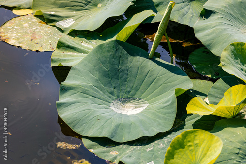 Lotus effect on a Nelumbo leaf in a pond. The leaves of this plant are highly water-repellent (they exhibit ultrahydrophobicity). This is a mechanism of self-cleaning for the plant. photo