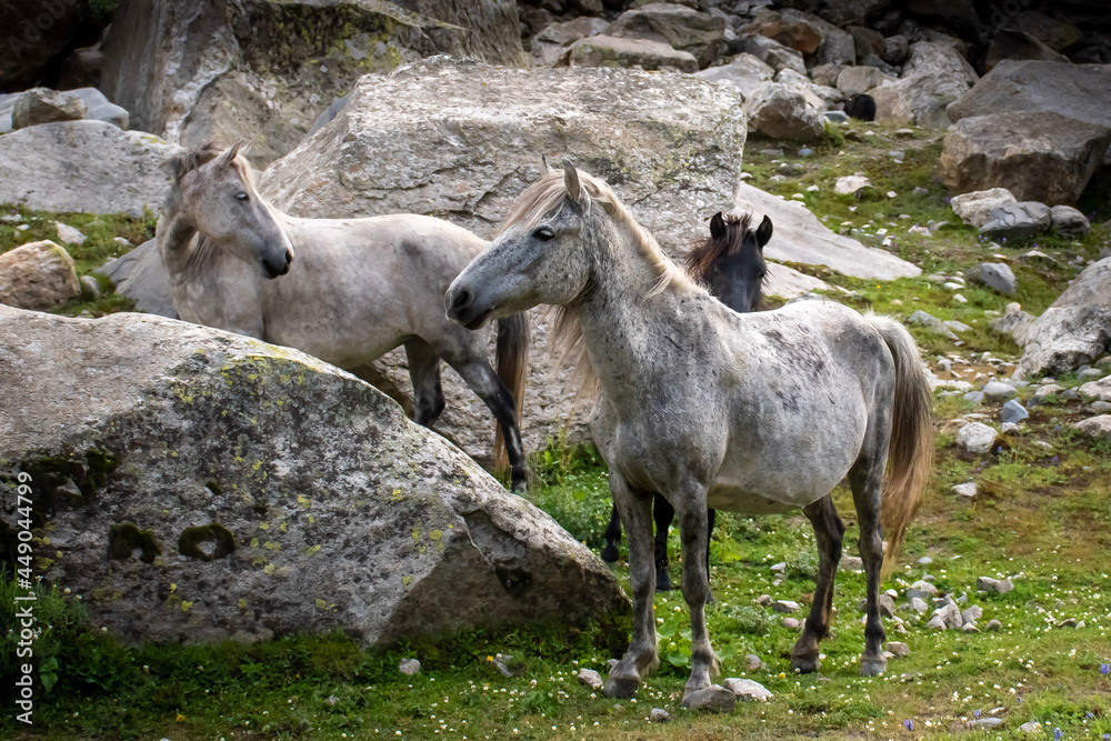 Wild horses from himalayas