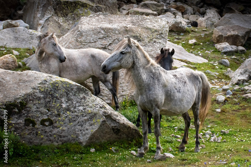 Wild horses from himalayas