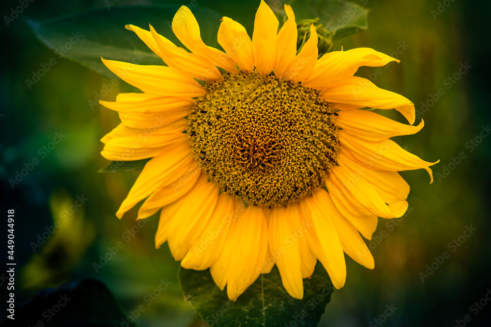 Fototapeta premium sunflower in the garden