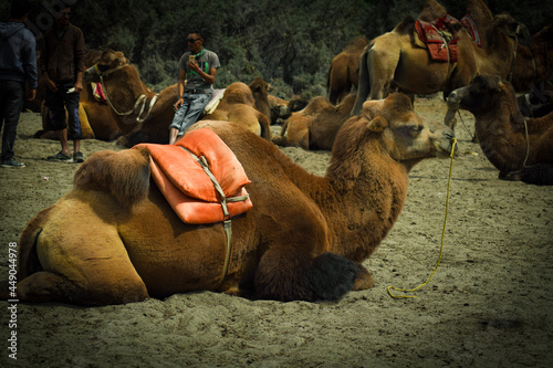 camels in the desert