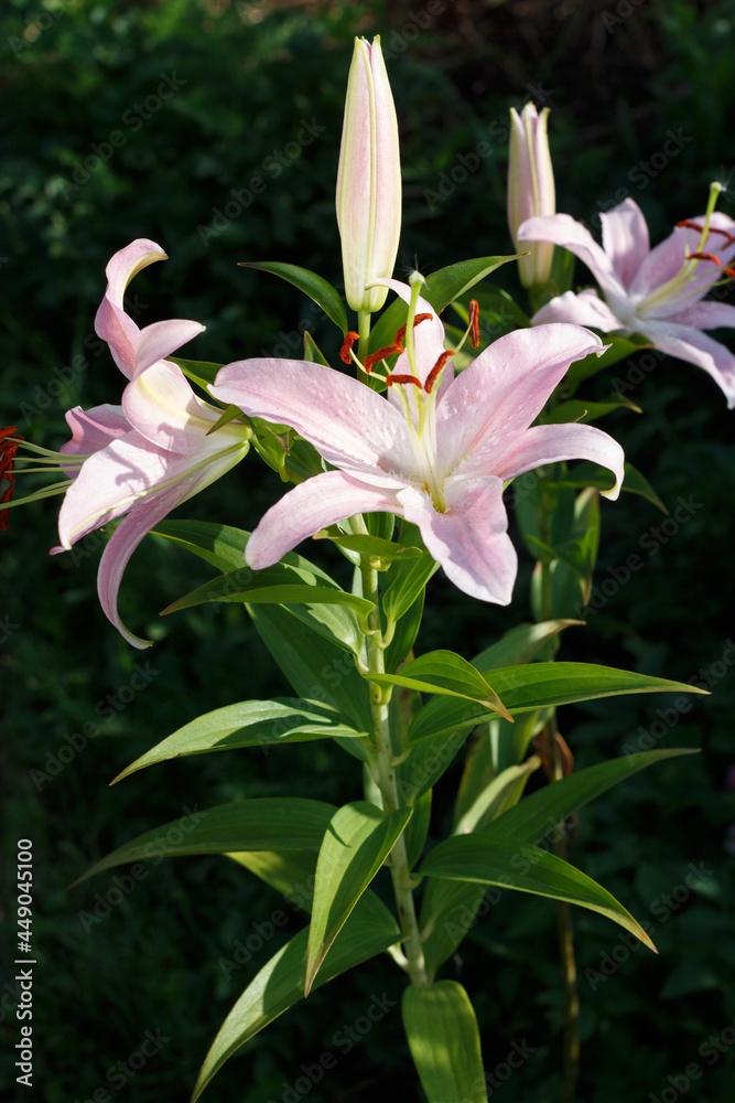 Lily flower gently pink against the background of dark green vegetation in the garden.