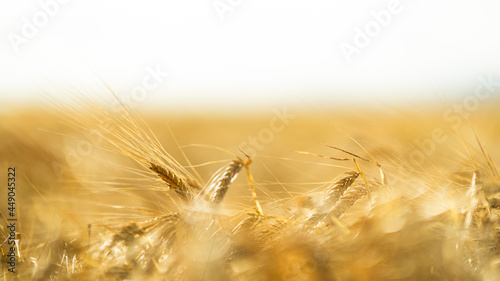 golden wheat, bright background