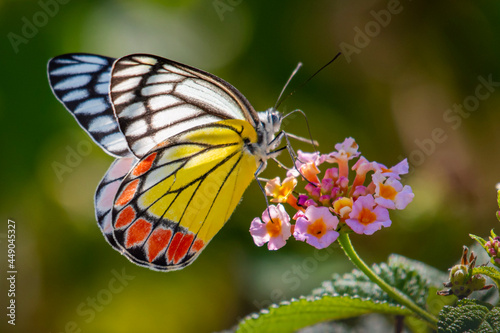 Jezebel butterfly on flower photo